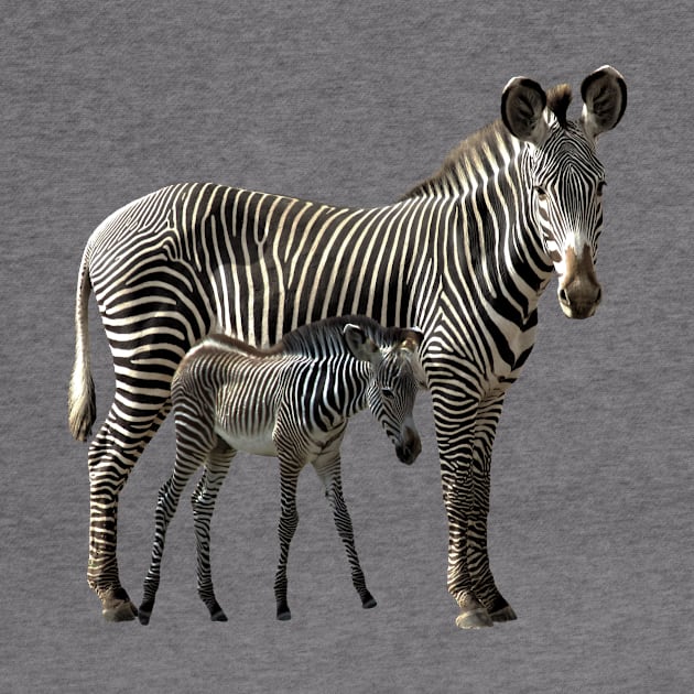 Grevy Zebra Mama with Baby in Kenya / Africa by T-SHIRTS UND MEHR